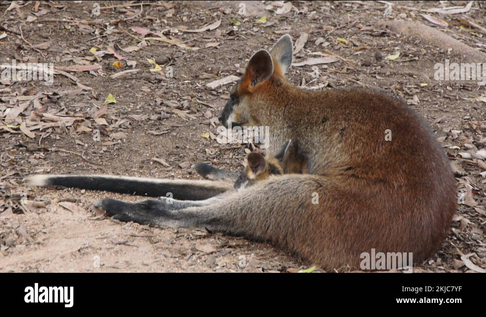 Kangaroo joey pouch Stock Videos & Footage HD and 4K Video Clips Alamy