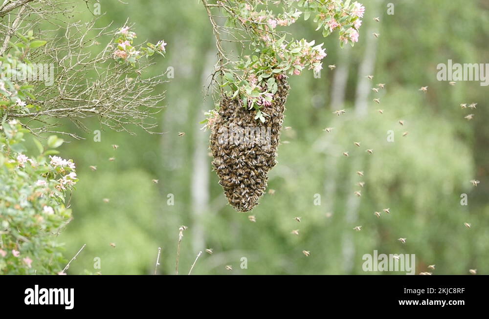 Bee swarm cluster hanging on blooming honeysuckle branch - slow motion