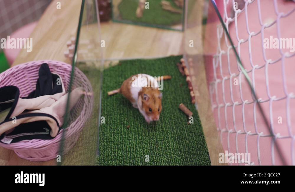 Hamster Walking Around Inside The Glass Tank In An Animal Cafe In Stock