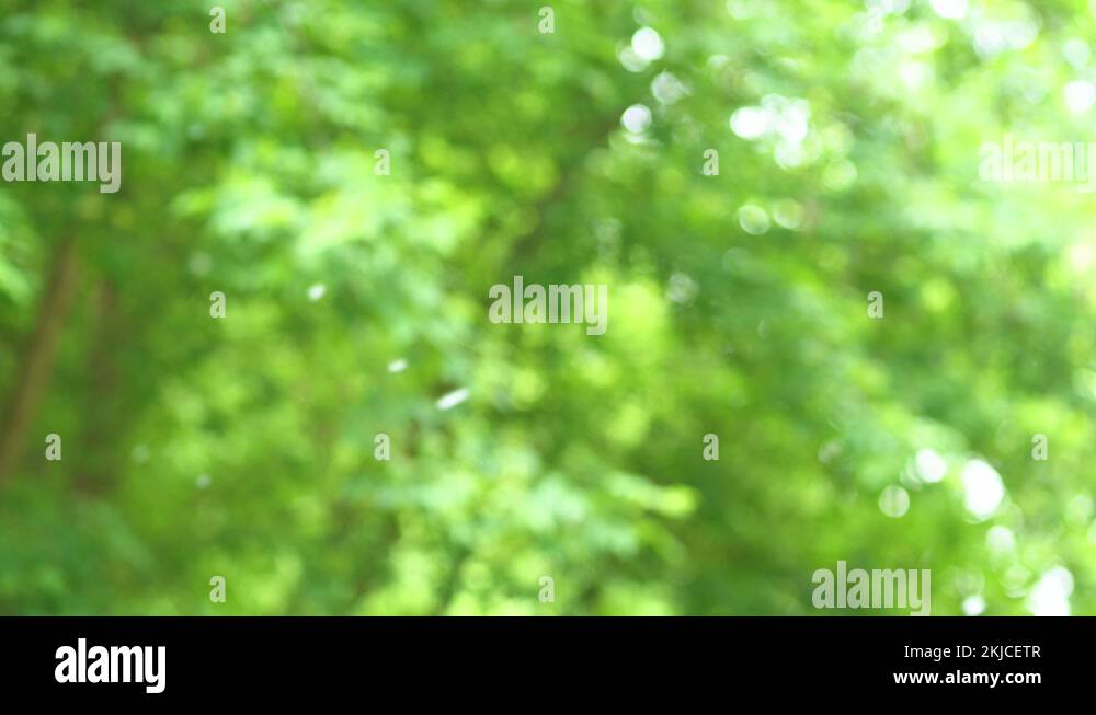 Green pollen Stock Videos & Footage HD and 4K Video Clips Alamy