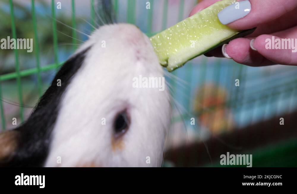 Image showcasing Guinea pig eats a slice of cucumber from the hands of a girl. Close-up ...