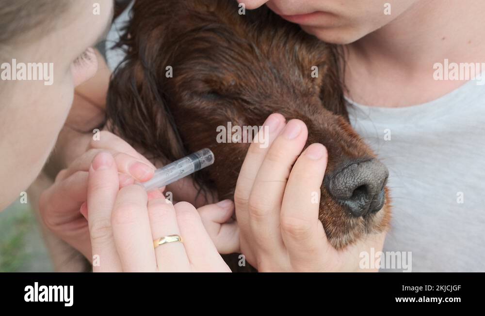 woman takes care of a pet by removing a tick from a dog’s skin Stock