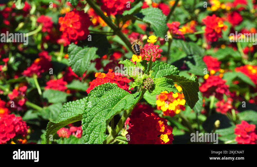 Spanish flag flower ,Lantana camara, also known as bigsage Stock Video