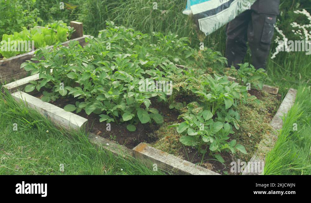 Mulching potato plants with hay in raised garden bed Stock Video