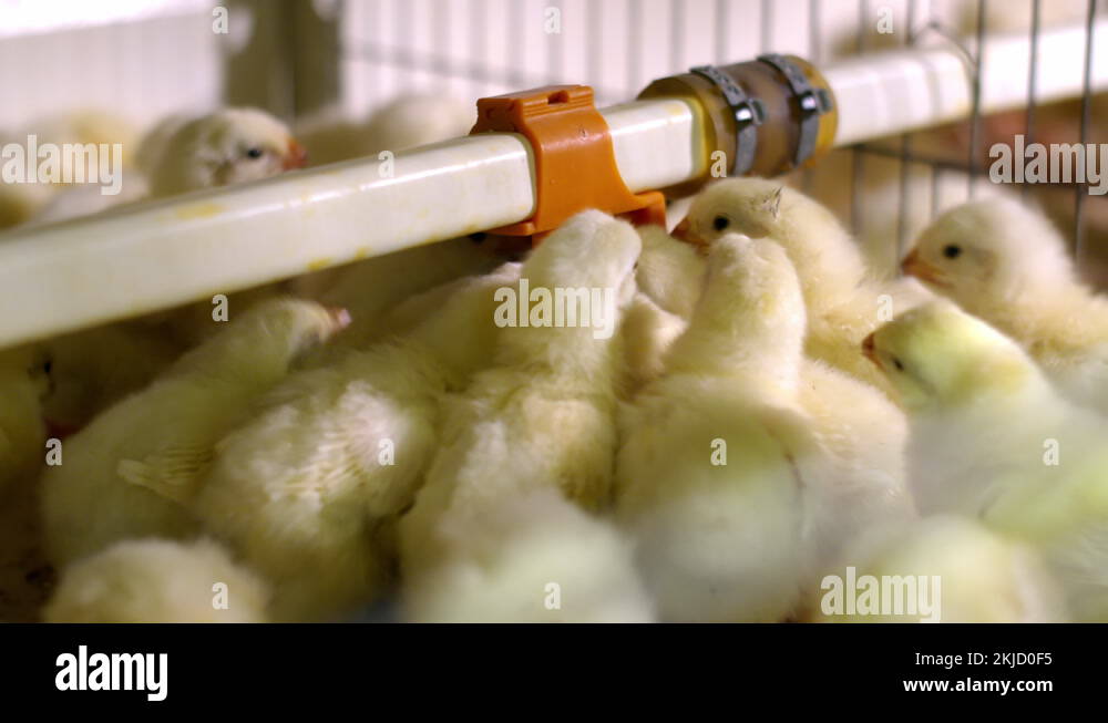 Chicken drinking water bowl beak Stock Videos & Footage HD and 4K