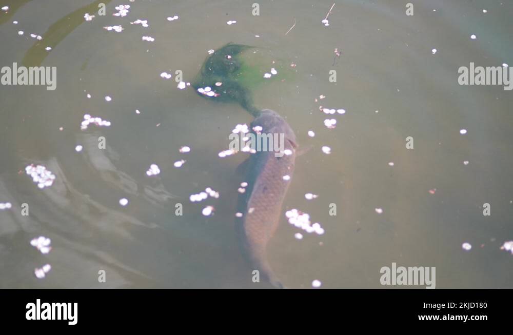Koi Fish Eating Algae With Sakura Blossom Petals Floating In The Water