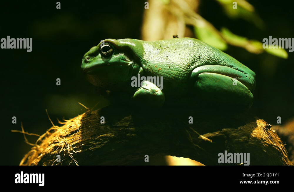 Australian native frog Stock Videos & Footage - HD and 4K Video Clips ...