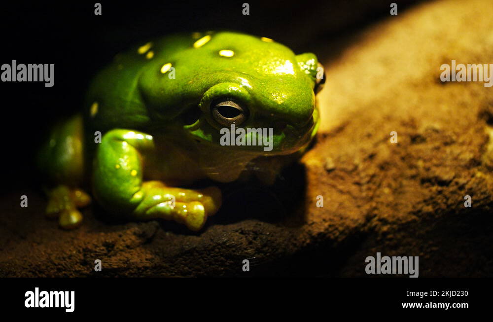 Australian native tree frog Stock Videos & Footage - HD and 4K Video ...