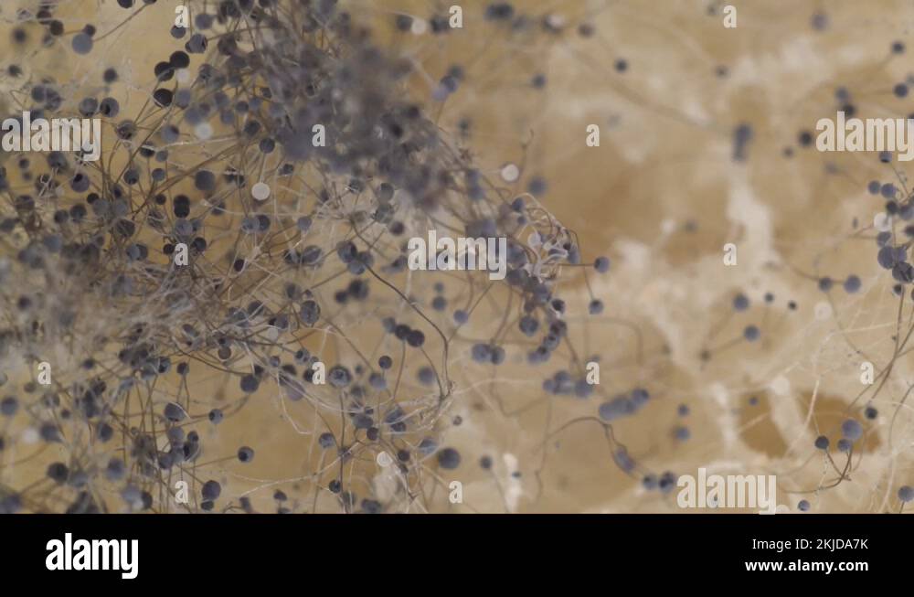 Macro Of Mold On Bread. Moldy food. Black mold growing on rye mixture bread Stock Video Footage