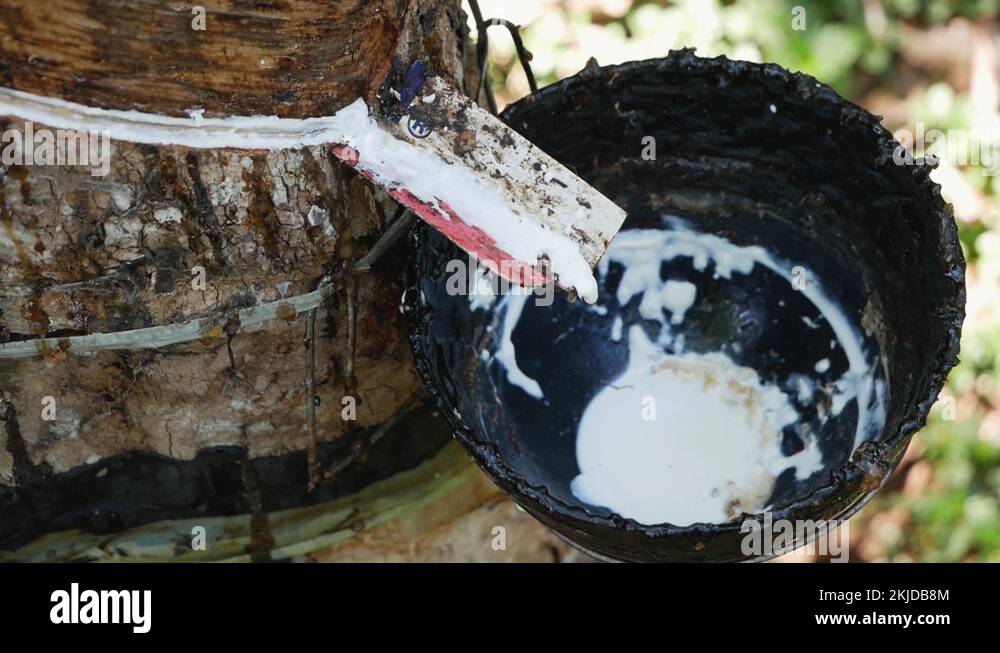 Asia caoutchouc Stock Videos & Footage HD and 4K Video Clips Alamy