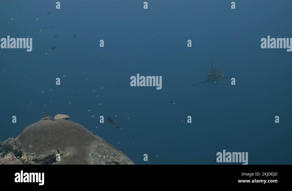 Large shark swims to cleaning station and tail walks with mouth open