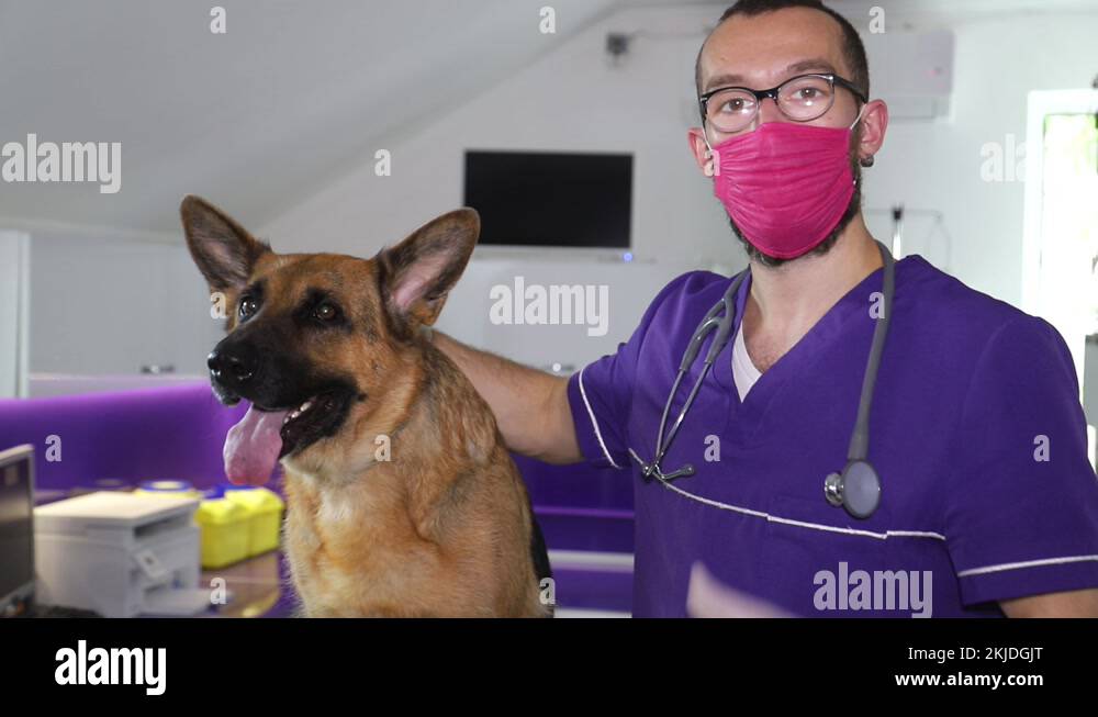 German shepherd close up for examination by a veterinarian. Treatment of animals Stock Video