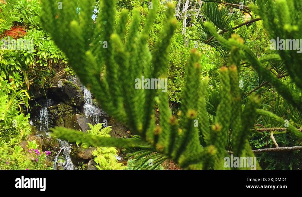 Pine tree kaua'i Stock Videos & Footage HD and 4K Video Clips Alamy