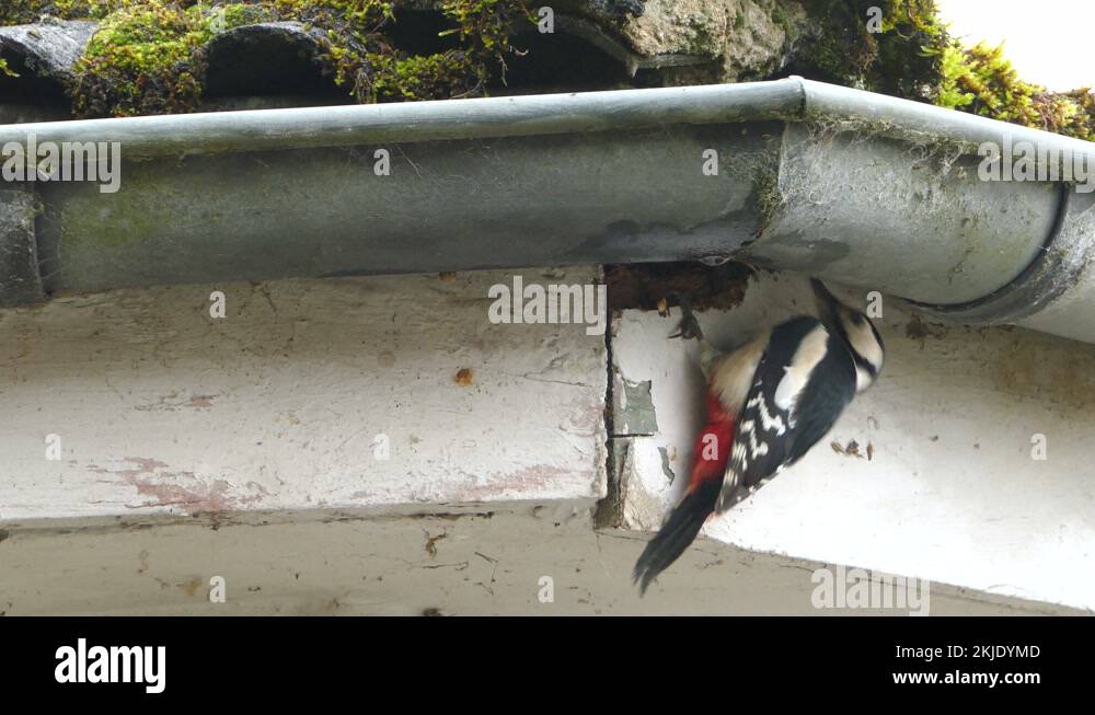 Great spotted woodpecker build nest at roof truss Stock Video Footage