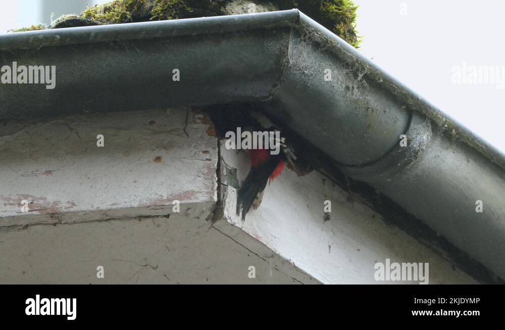 Woodpecker nest build Stock Videos & Footage HD and 4K Video Clips