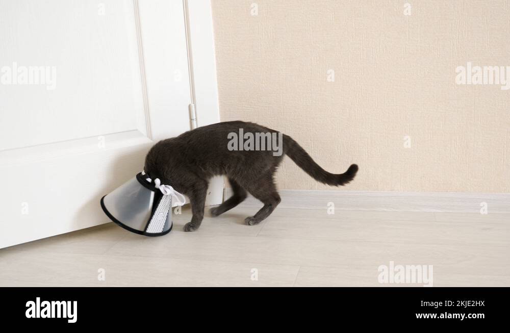 Cat elizabethan collar Stock Videos & Footage HD and 4K Video Clips