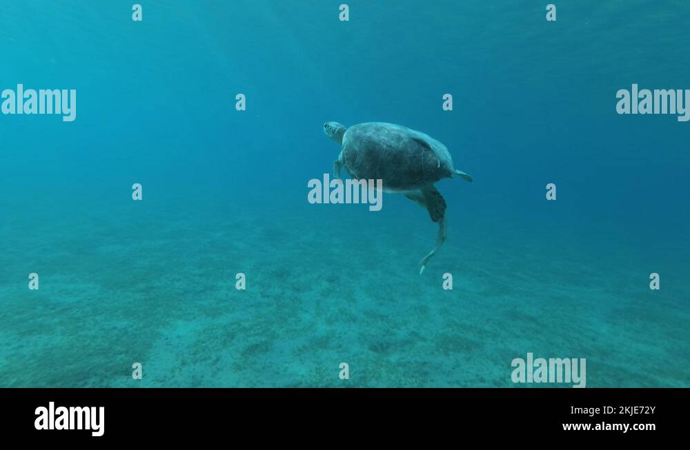 Sea turtle with Remorafish on shell slowly swims up in blue water ...