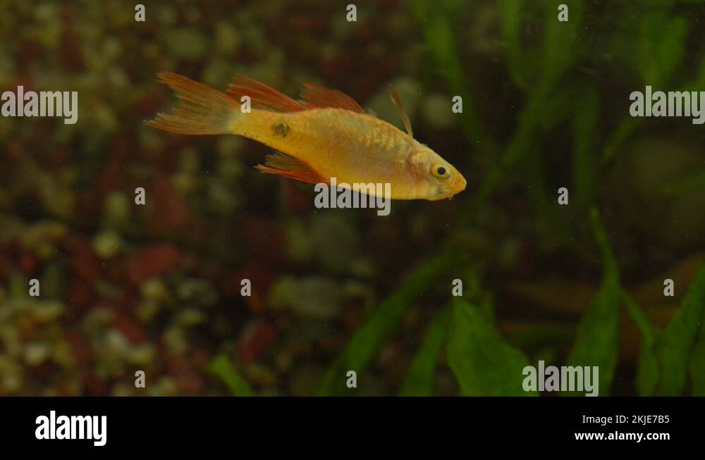 Yellow dead aquarium fish floating on surface of water in watertank