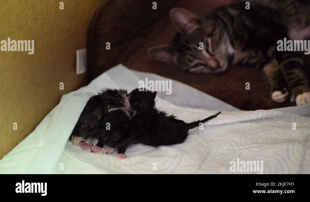 Mother cat giving birth, mother cat in labor, newborn kittens Stock