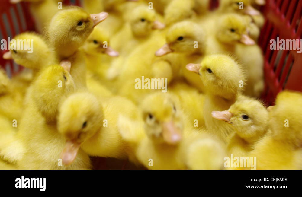 Animal husbandry livestock breeding Stock Videos & Footage HD and 4K