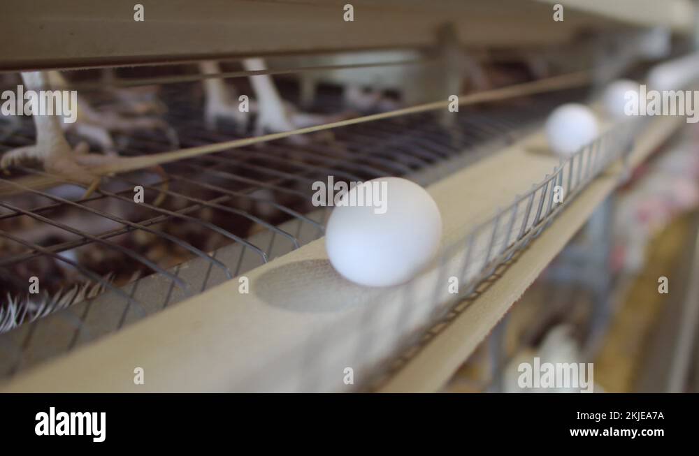 Chicken white eggs move on a conveyor belt, next to the feet of the