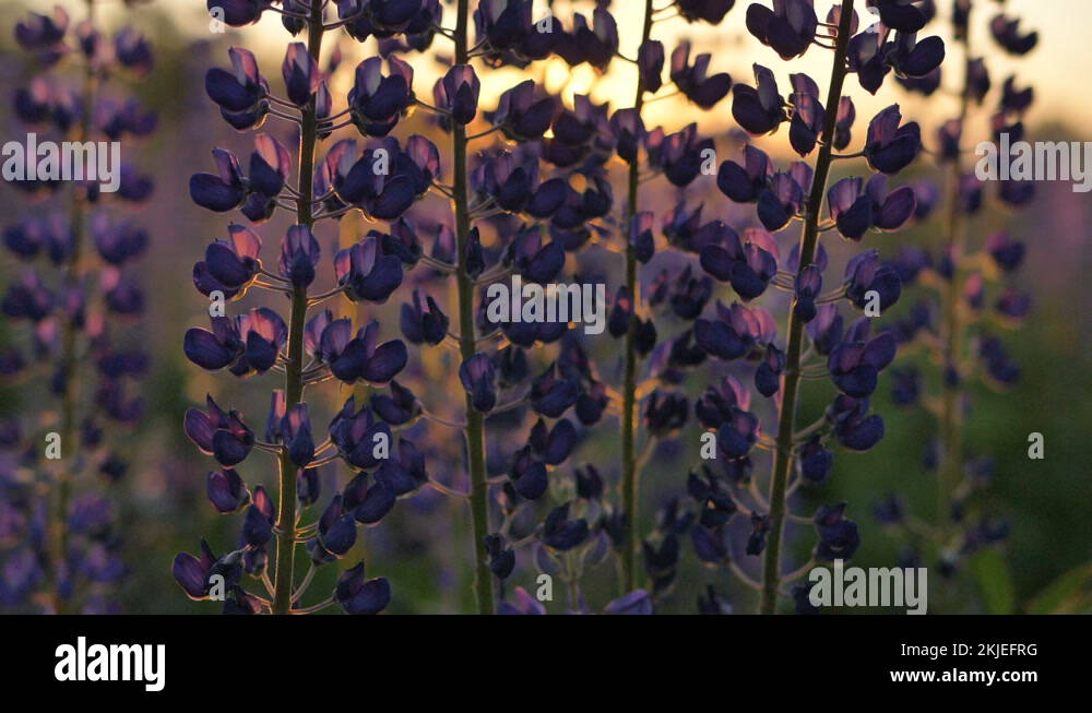 lupines closeup purple flowers against sunset rays, slow motion camera