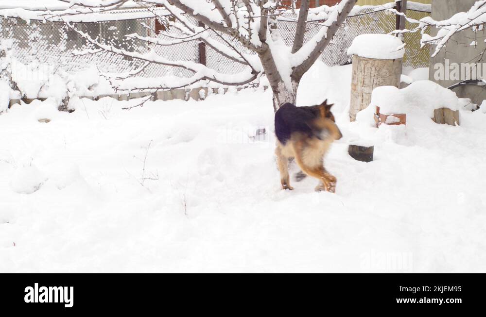 Adult dog German shepherd chasing the tail. The animal spinning and