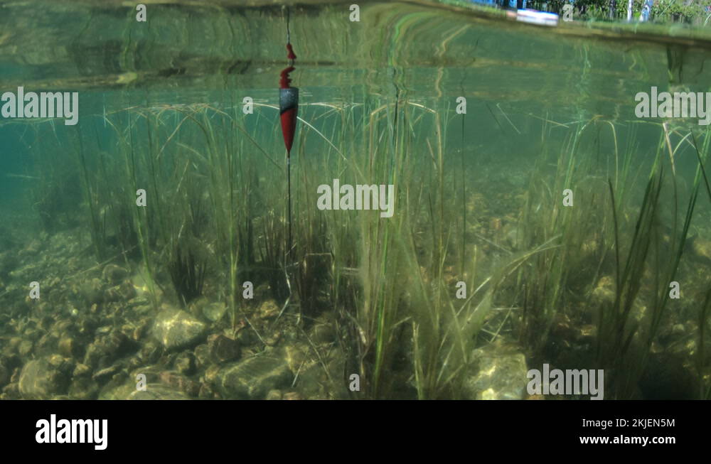 Man with underwater view of fishing float and weed on a bottom Stock