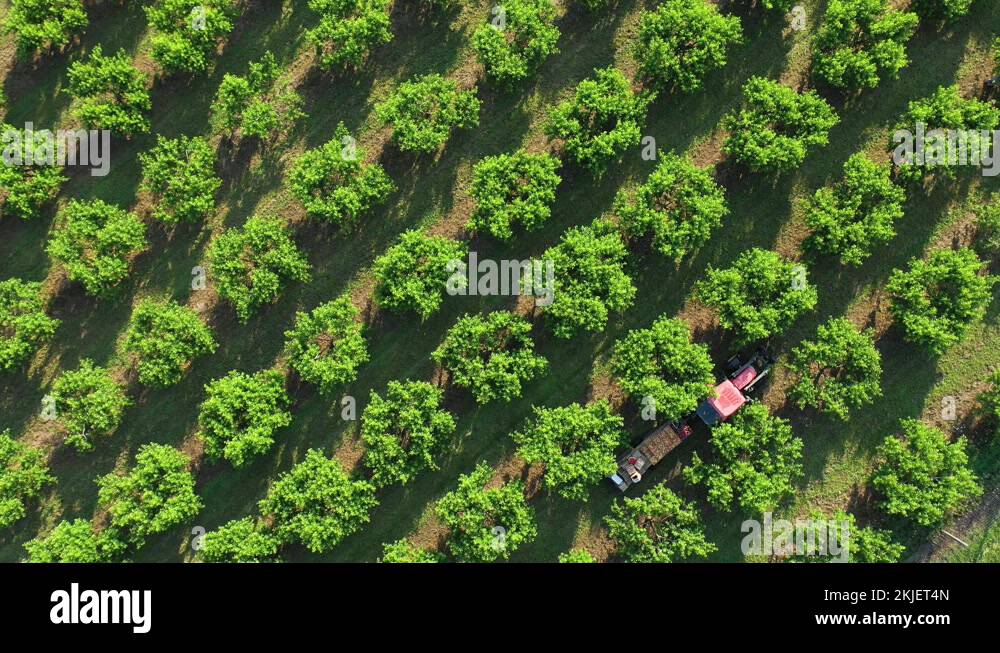 Diagonal fruit trees Stock Videos & Footage - HD and 4K Video Clips - Alamy