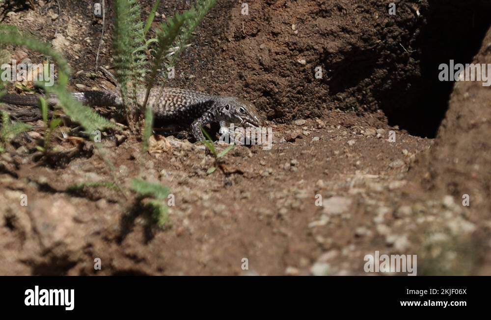 Desert bug Stock Videos & Footage HD and 4K Video Clips Alamy