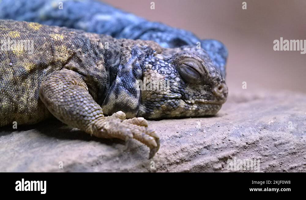 Spiny Crest Lizards Stock Videos Footage HD And 4K Video Clips Alamy spiny-crest-lizards-stock-videos-footage-hd-and-4k-video-clips-alamy