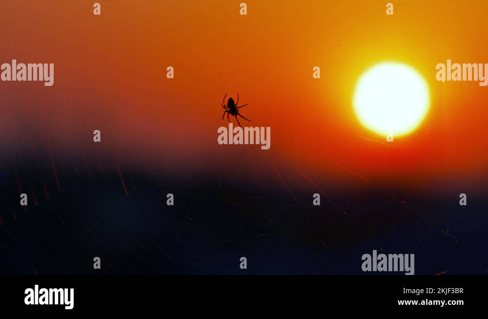 Sundown animal Stock Videos & Footage - HD and 4K Video Clips - Alamy