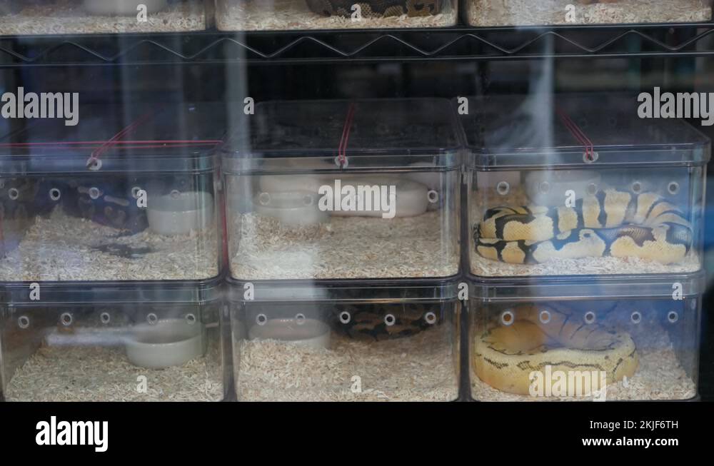 Photo inspiration: Fresh Look at Captive Snakes Stock Videos Footage Hd And 4K Video Clips