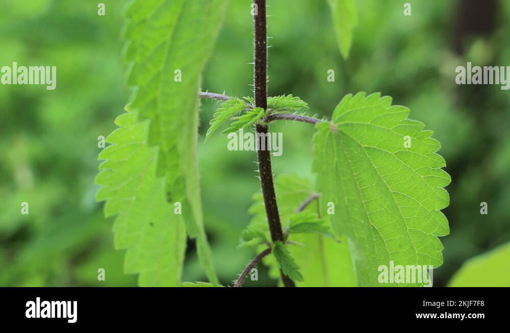 Ground nettle Stock Videos & Footage HD and 4K Video