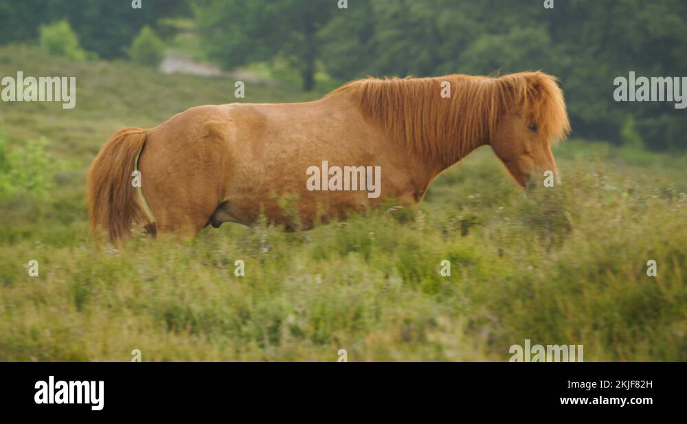 Gelderland horse Stock Videos & Footage - HD and 4K Video Clips - Alamy