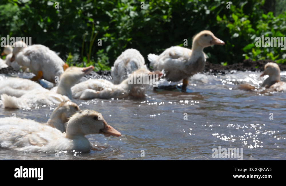 Small ducklings with yellow beaks swim and dive in the pond in the