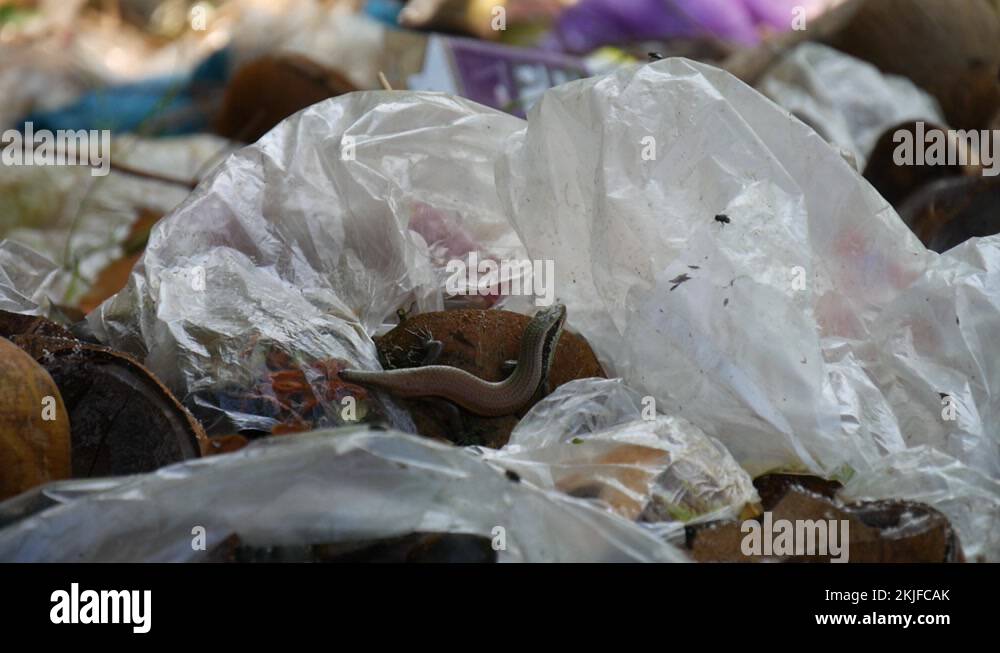 Plastic lizard Stock Videos & Footage HD and 4K Video Clips Alamy