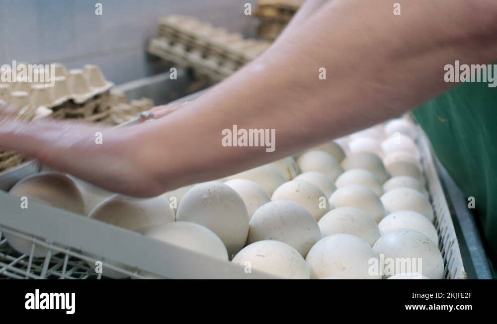 Breeding of geese Stock Videos & Footage - HD and 4K Video Clips - Alamy