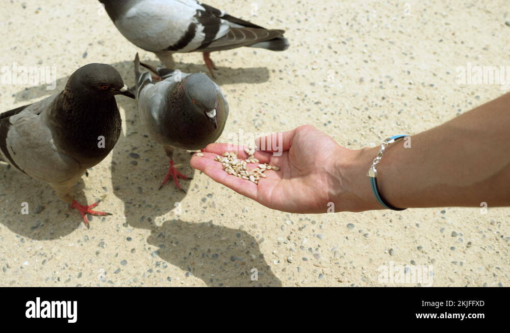 Flock of pigeons eating sunflower seeds from a female hand. Barcelona