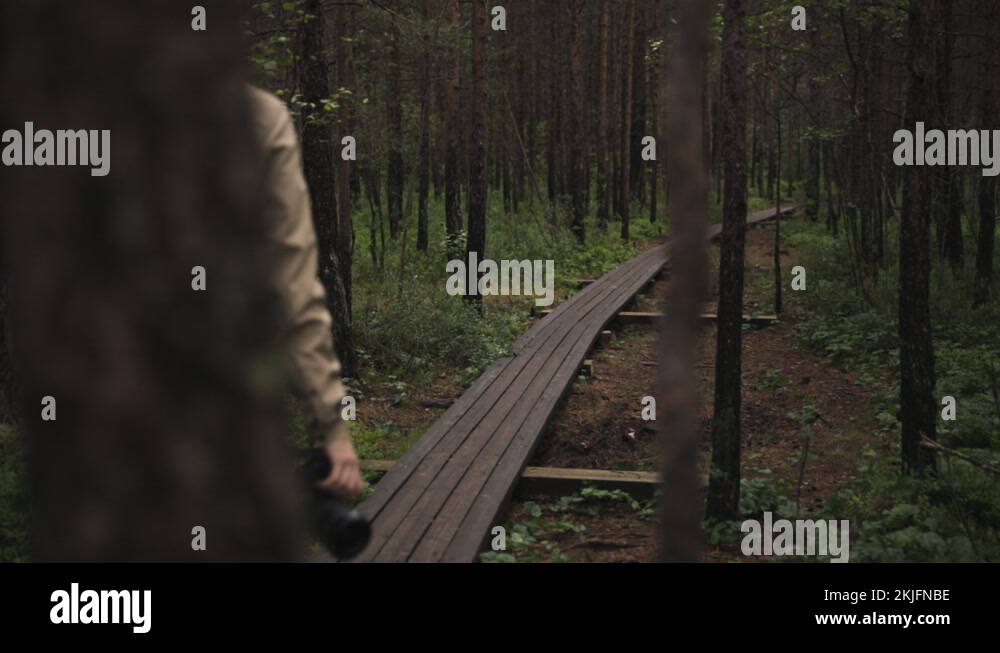 Forest plank pathway Stock Videos & Footage - HD and 4K Video Clips - Alamy