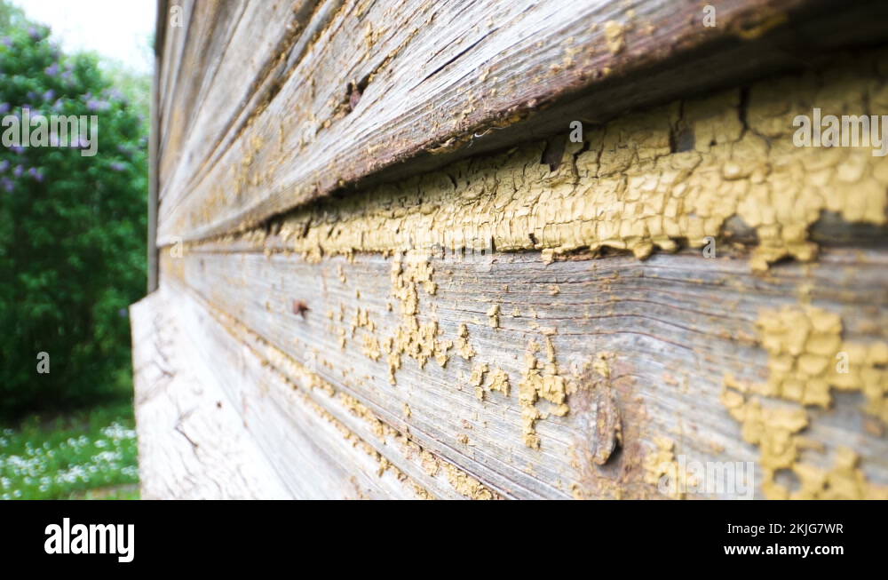 Timber skin Stock Videos & Footage - HD and 4K Video Clips - Alamy