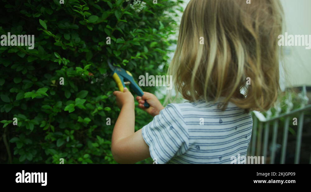 Cutting bushes in the garden Stock Videos & Footage HD and 4K Video