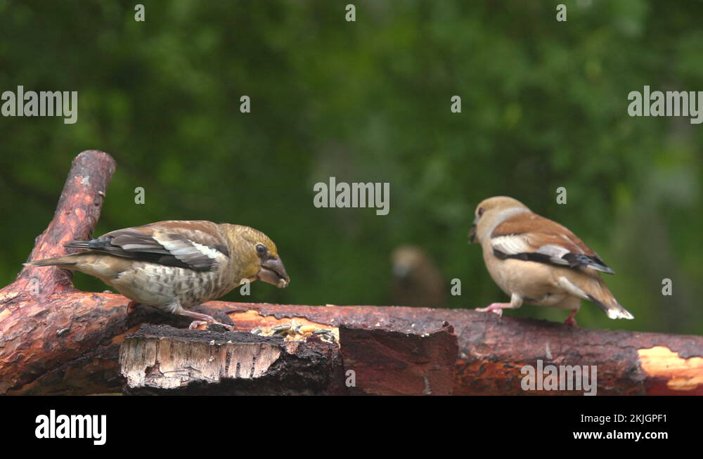 Adult birds have red feet Stock Videos & Footage HD and 4K Video