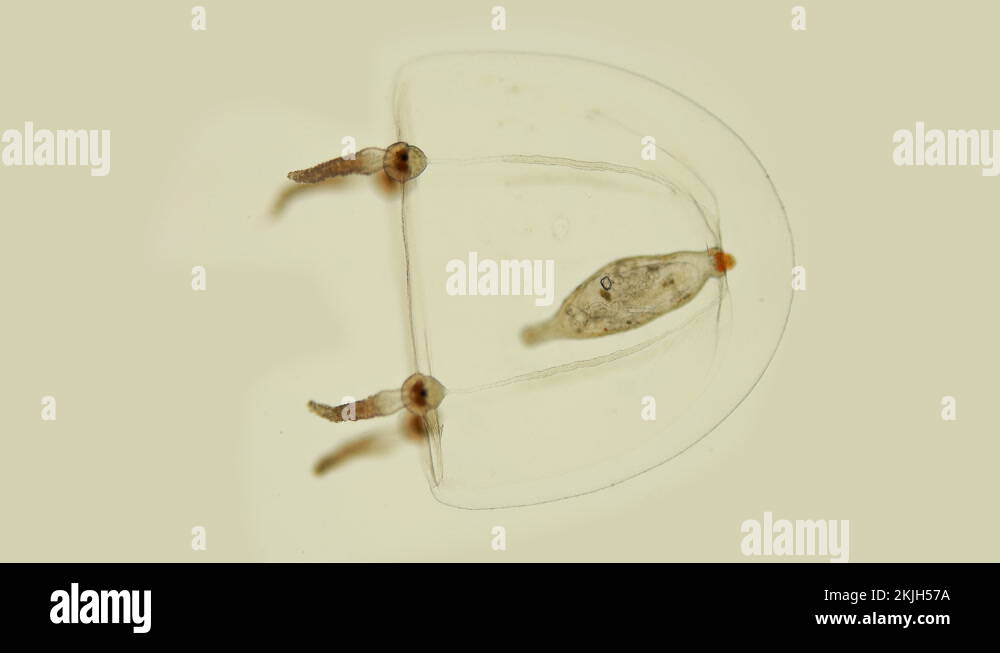 Corynidae family jellyfish under a microscope, Phylum Cnidaria Stock