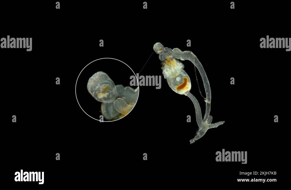 Zooplankton colonies Stock Videos & Footage - HD and 4K Video Clips - Alamy