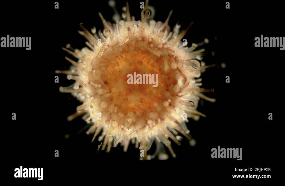 Oral side(mouth) sea urchin Echinoidea, under a microscope, type