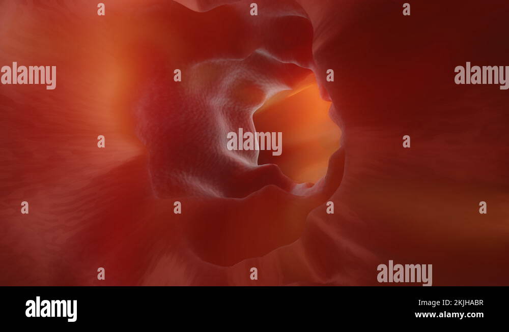 Diagram of the human large intestines Stock Videos & Footage HD and