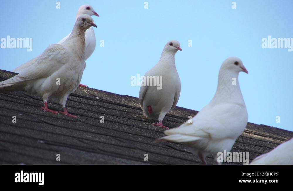 White doves fly off of pavilion roof at Ho'okipa, Maui Hawaii Stock