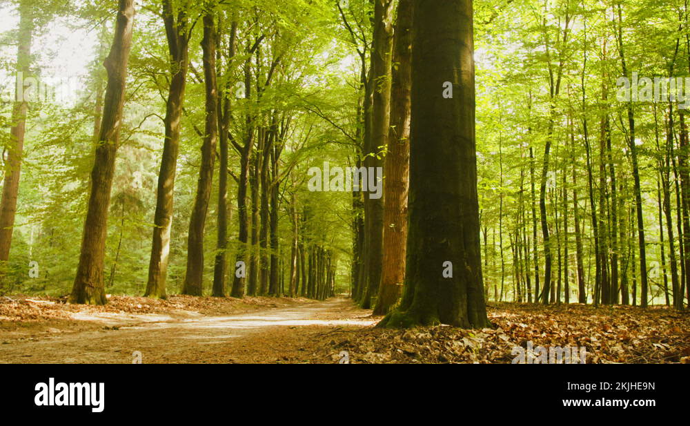 Forest Path In Veluwezoom National Park Stock Video Footage Alamy