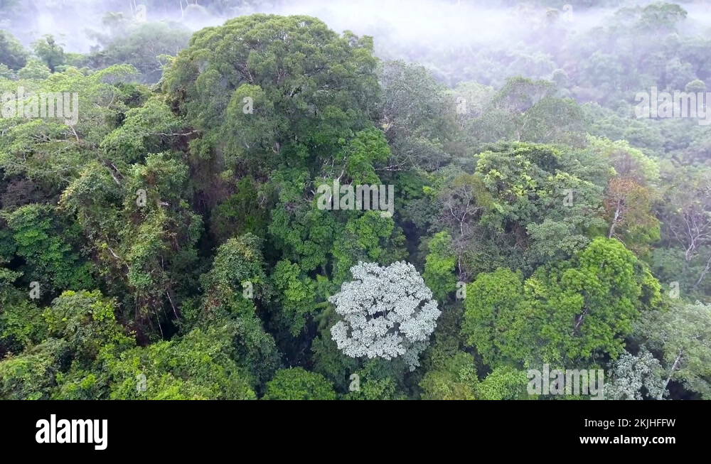 Tree canopies Stock Videos & Footage - HD and 4K Video Clips - Alamy